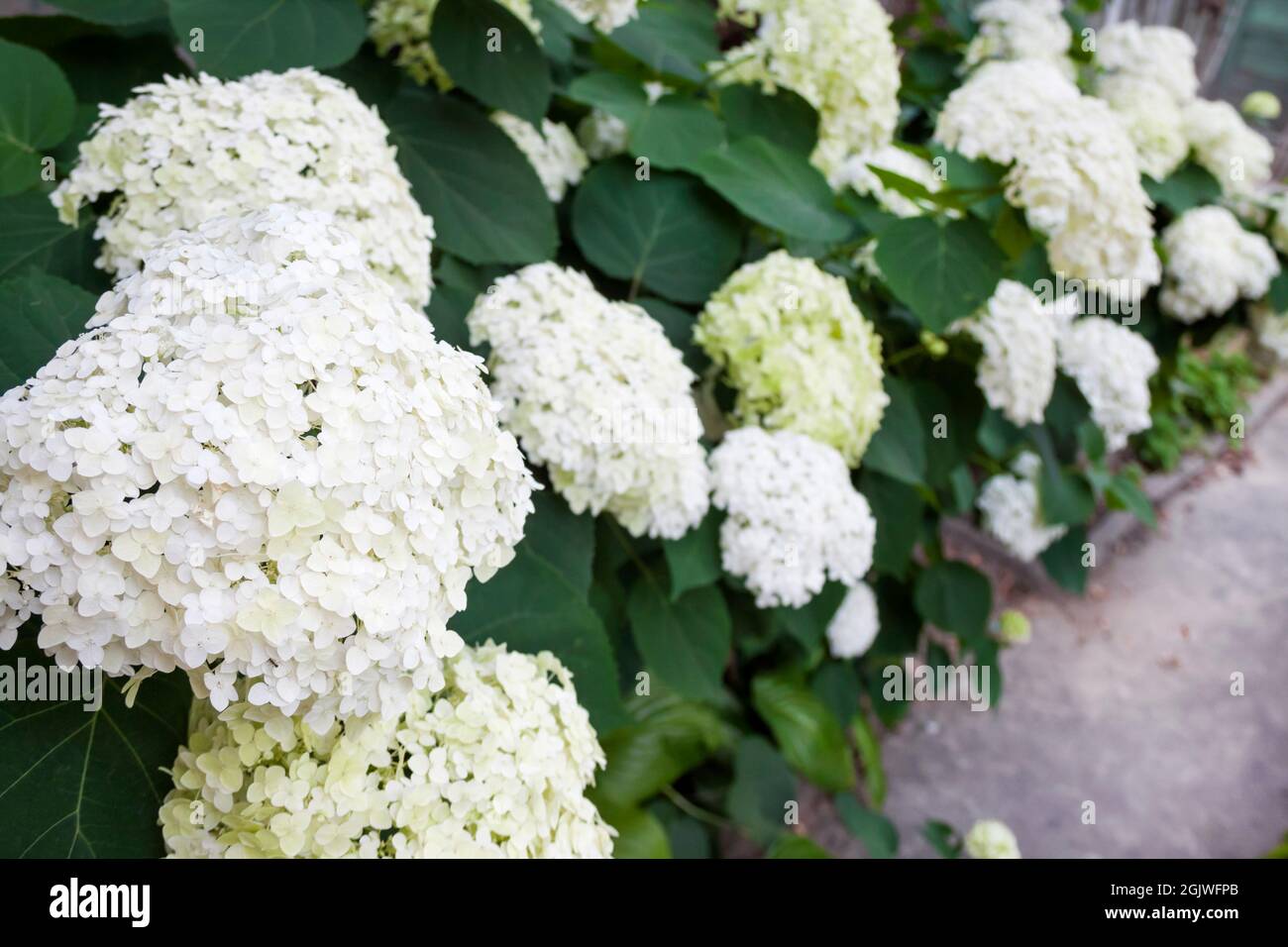 Blooming white Annabelle Hydrangea arborescens (commonly known as smooth hydrangea, wild hydrangea, or sevenbark) Stock Photo