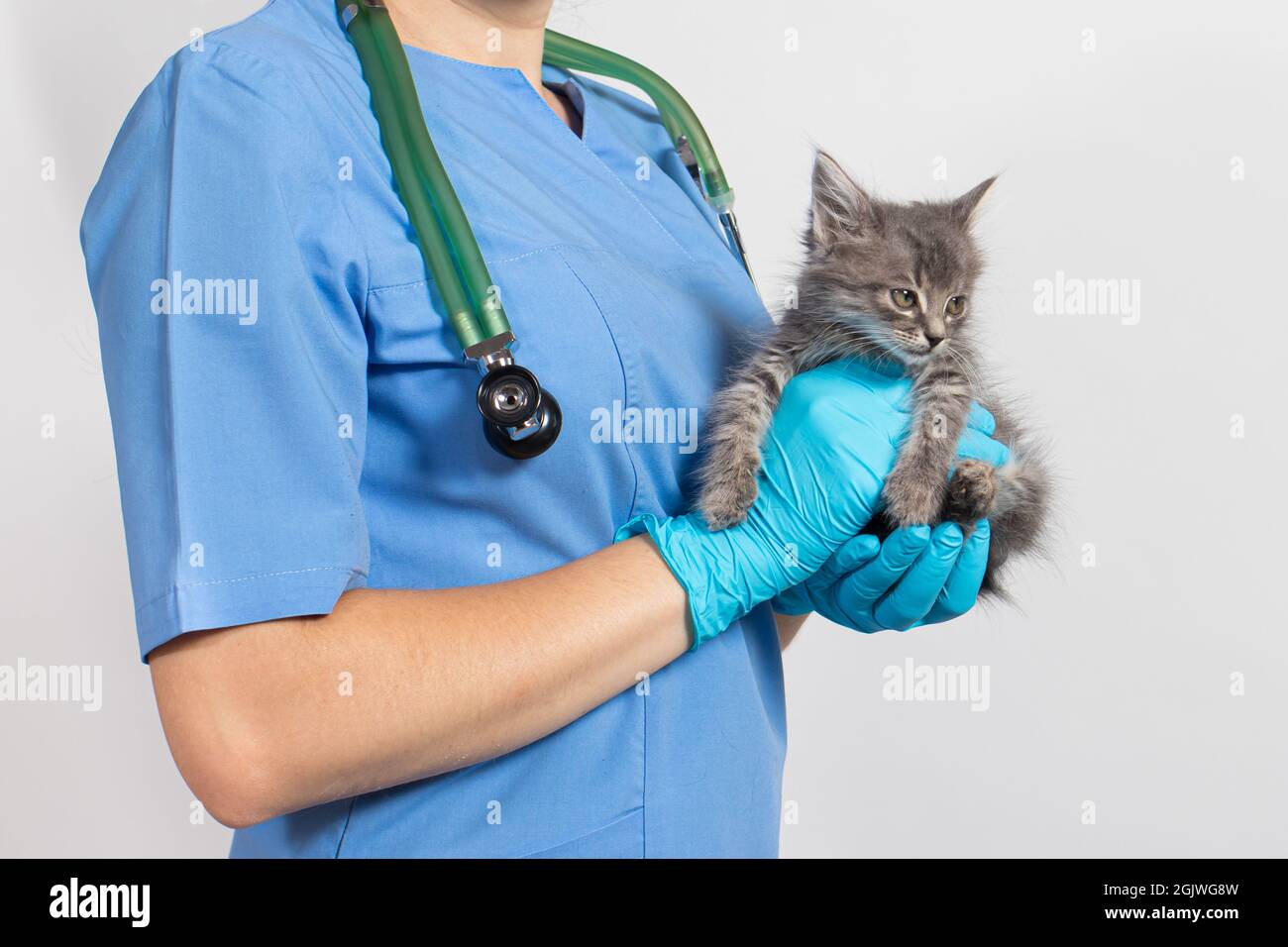 A veterinarian cat doctor for animals in a medical uniform and gloves is  holding a small kitten. Veterinary clinic. copy space for text Stock Photo  - Alamy