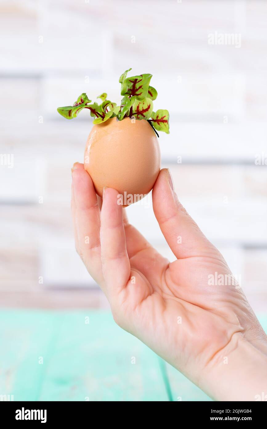 Microgreen sprouts in eggshell. Easter decorations. Easter egg. Stylish rural still life. Zero Waste Concept. Stock Photo