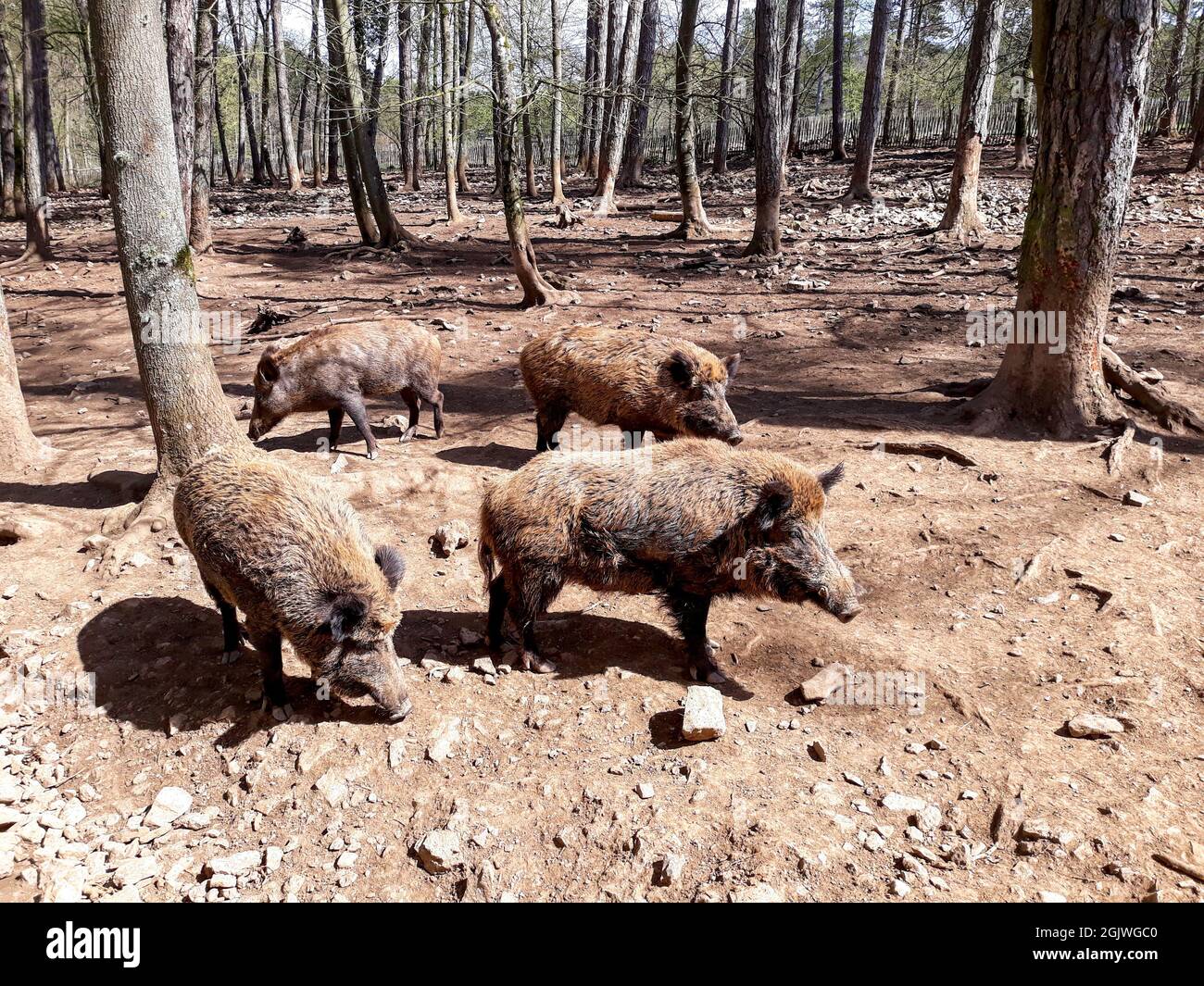 quartet of wild boars in a vacant lot Stock Photo