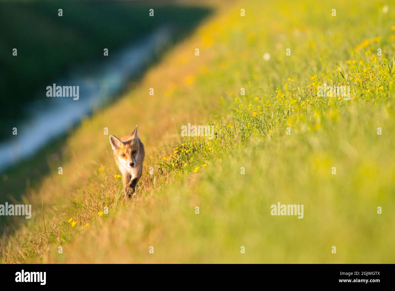 Red fox (Vulpes vulpes), Switzerland Stock Photo