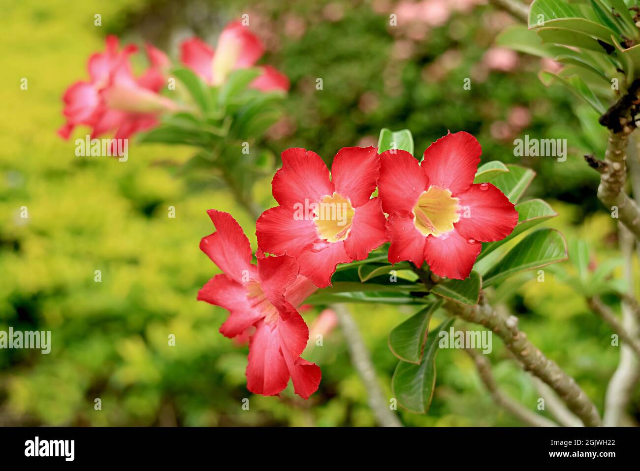 Vibrant red adenium flower hi-res stock photography and images - Alamy