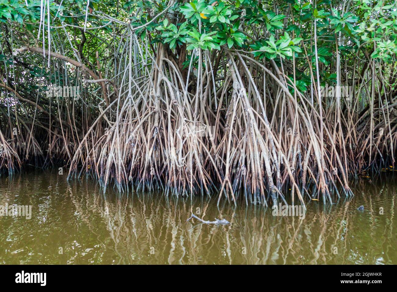 Mangrovs in the wildlife reserve Biotopo Monterrico-Hawaii, Guatemala Stock Photo
