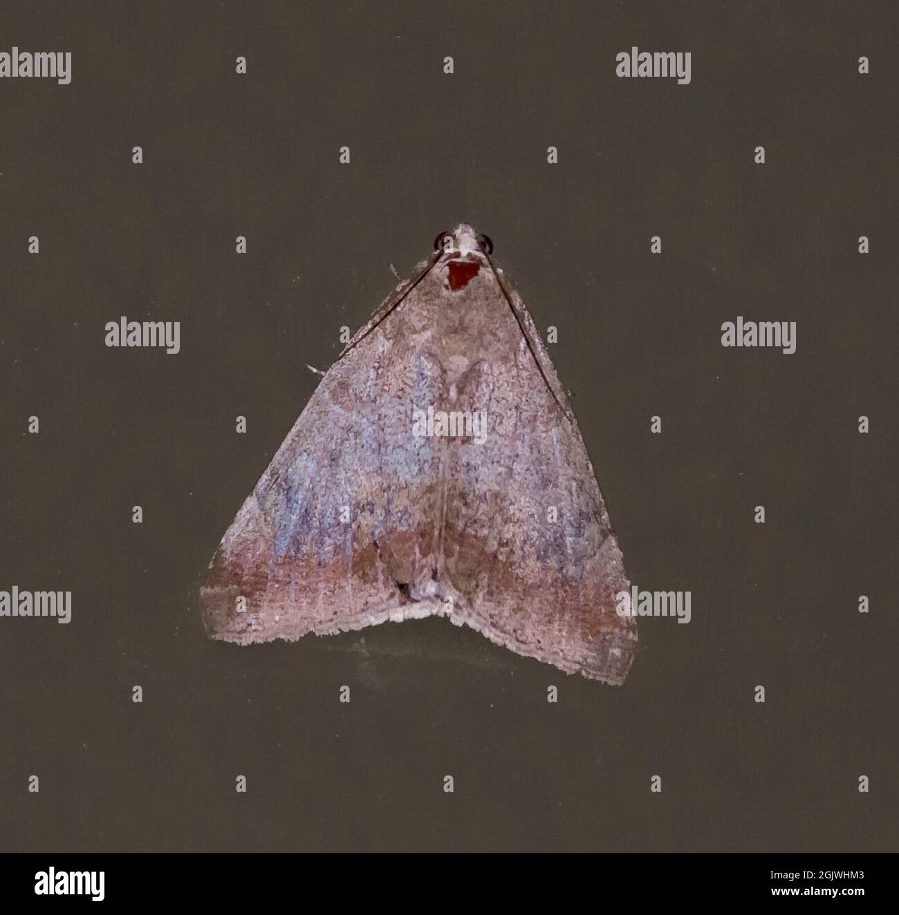 Australian tricolor noctuid moth, oxyodes tricolor, wings folded, on dark surface. Variable patterns and markings. Tamborine Mountain, Queensland. Stock Photo