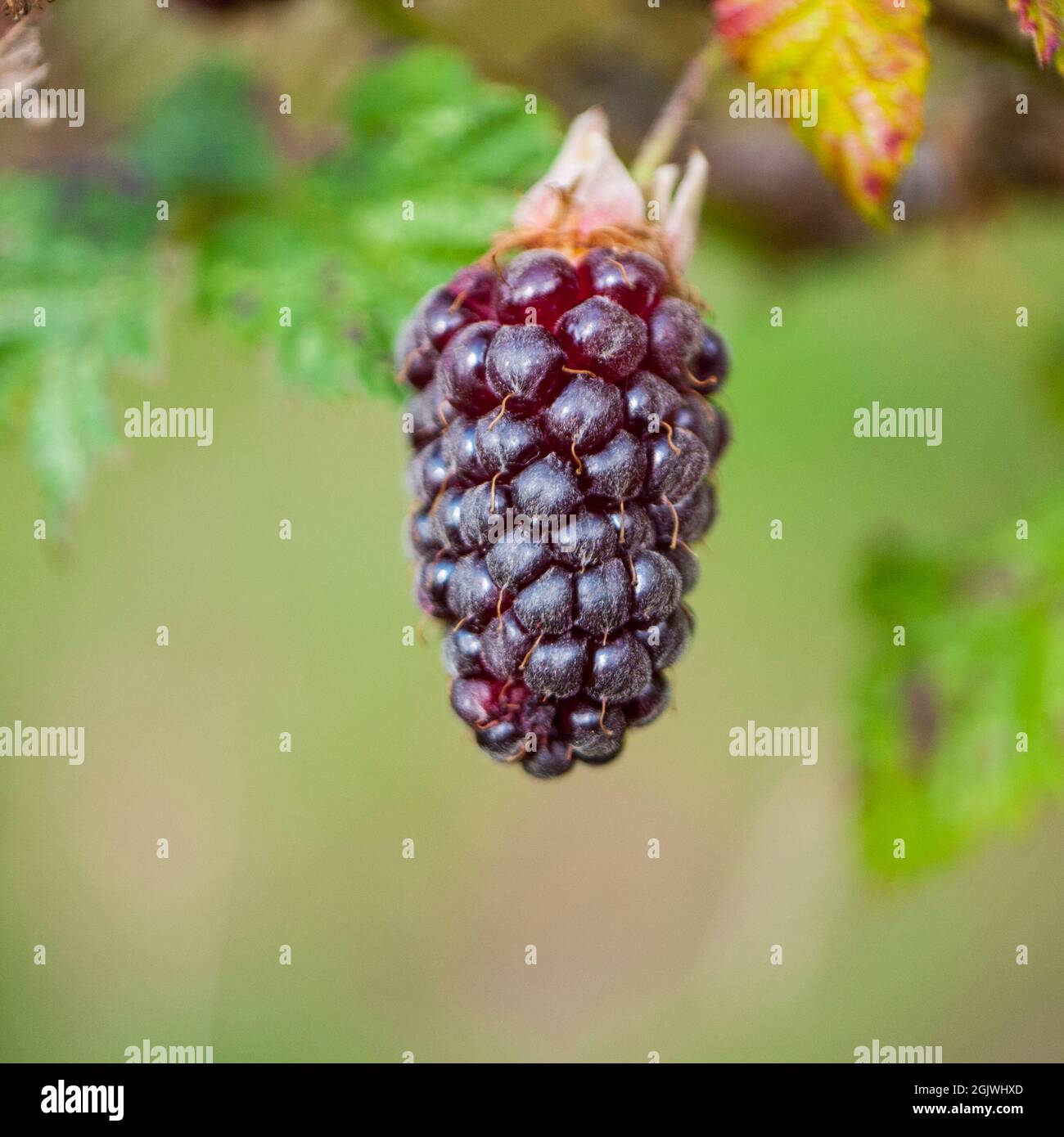Single ripe Tayberry, summer, Somerset,England,UK. Stock Photo