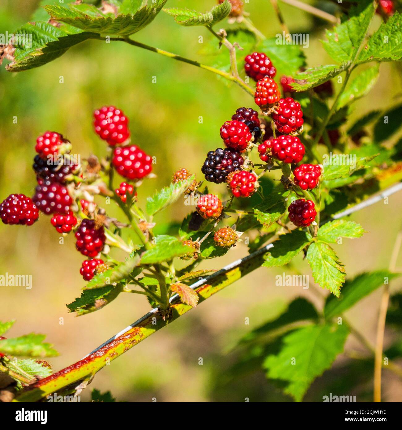Unripe cultivated Blackberries, (Rubus fruticosus) UK. Stock Photo