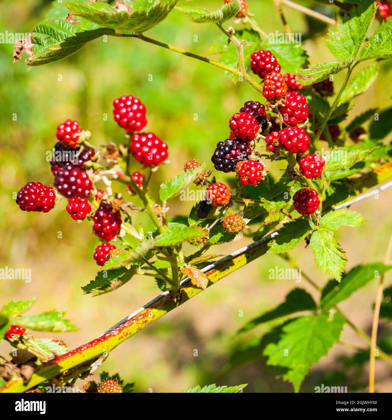 Unripe cultivated Blackberries, (Rubus fruticosus) UK. Stock Photo