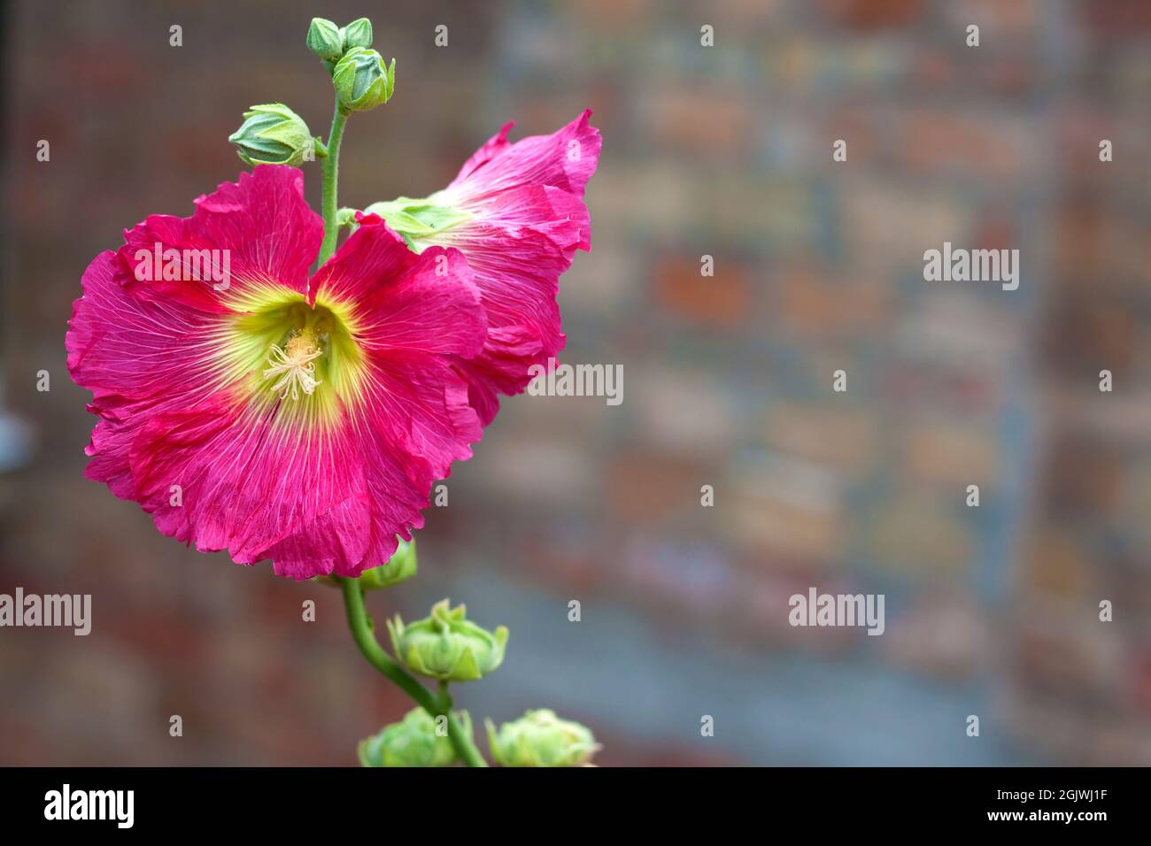 Flower of pink mallow closeup on green background Stock Photo - Alamy