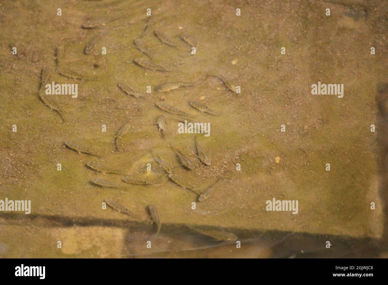 Fish in polluted muddy water, with less water Stock Photo Alamy