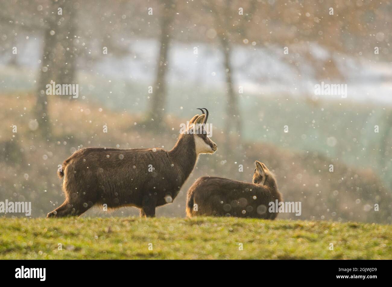 Chamois (Rupicapra rupicapra), female adult and young under the snow, it's snowing, in winter.Chamois (Rupicapra rupicapra) Stock Photo