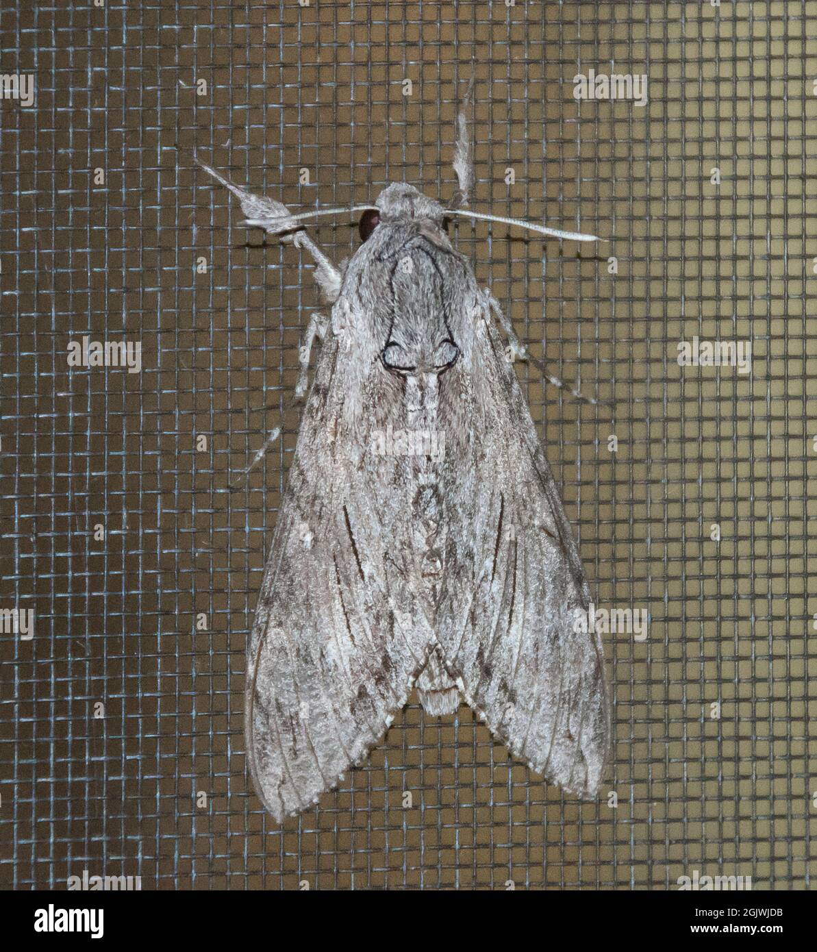 Australlian Convolvulus hawk moth, agrius convolvuli, with wings folded, on a dark mesh flyscreen. Mottled patterns. Tamborine Mountain, Australia. Stock Photo