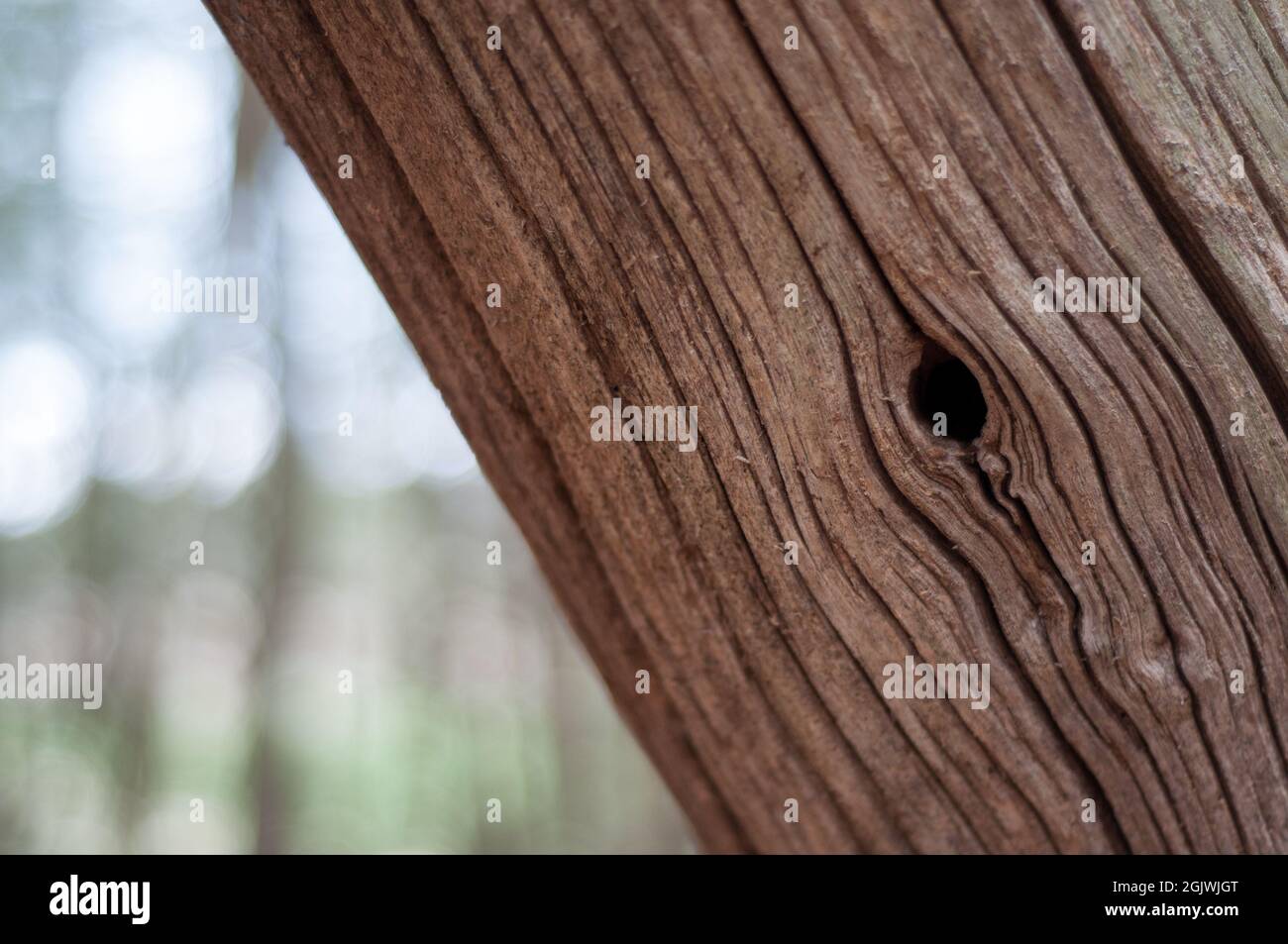 Tree Trunk Hole Stock Photo Alamy