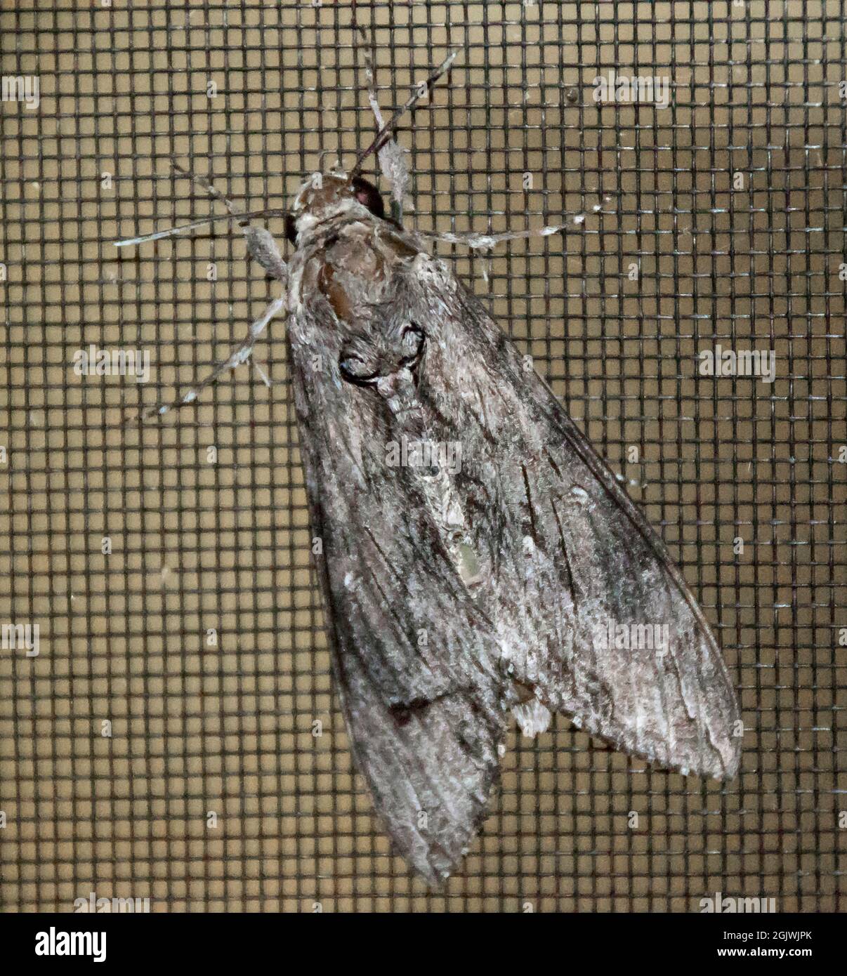 Australlian Convolvulus hawk moth, agrius convolvuli, with wings folded, on a dark mesh flyscreen. Mottled patterns. Tamborine Mountain, Australia. Stock Photo