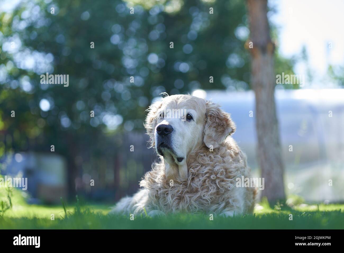 Curly haired labrador retriever hot sale