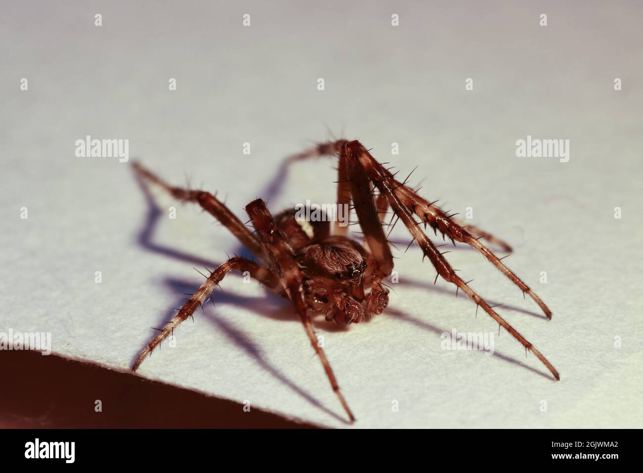 Small live European garden spider. Stock Photo