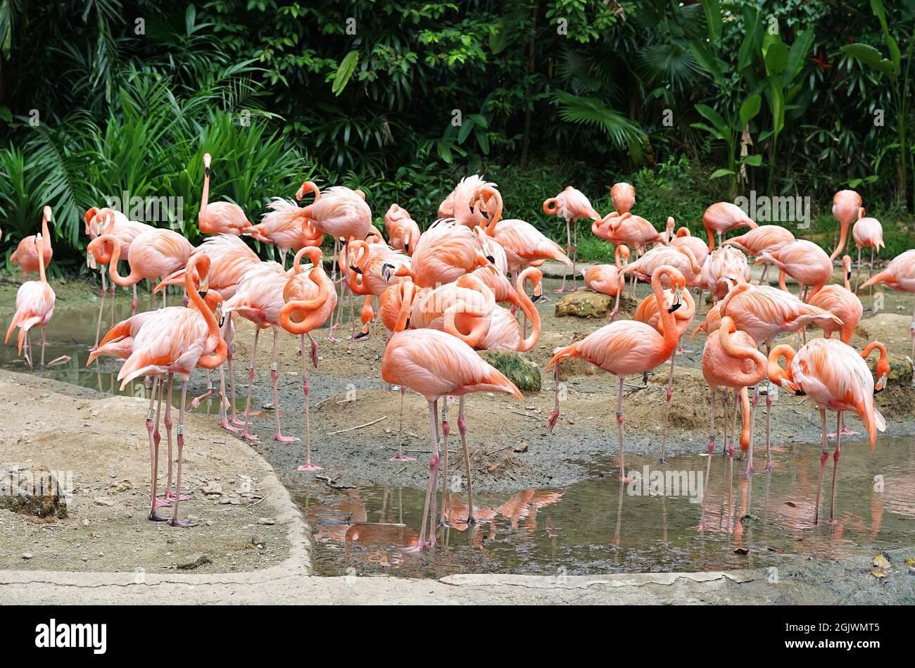 Flamingo Bird at Jurong Bird Park, Singapore Stock Photo Alamy