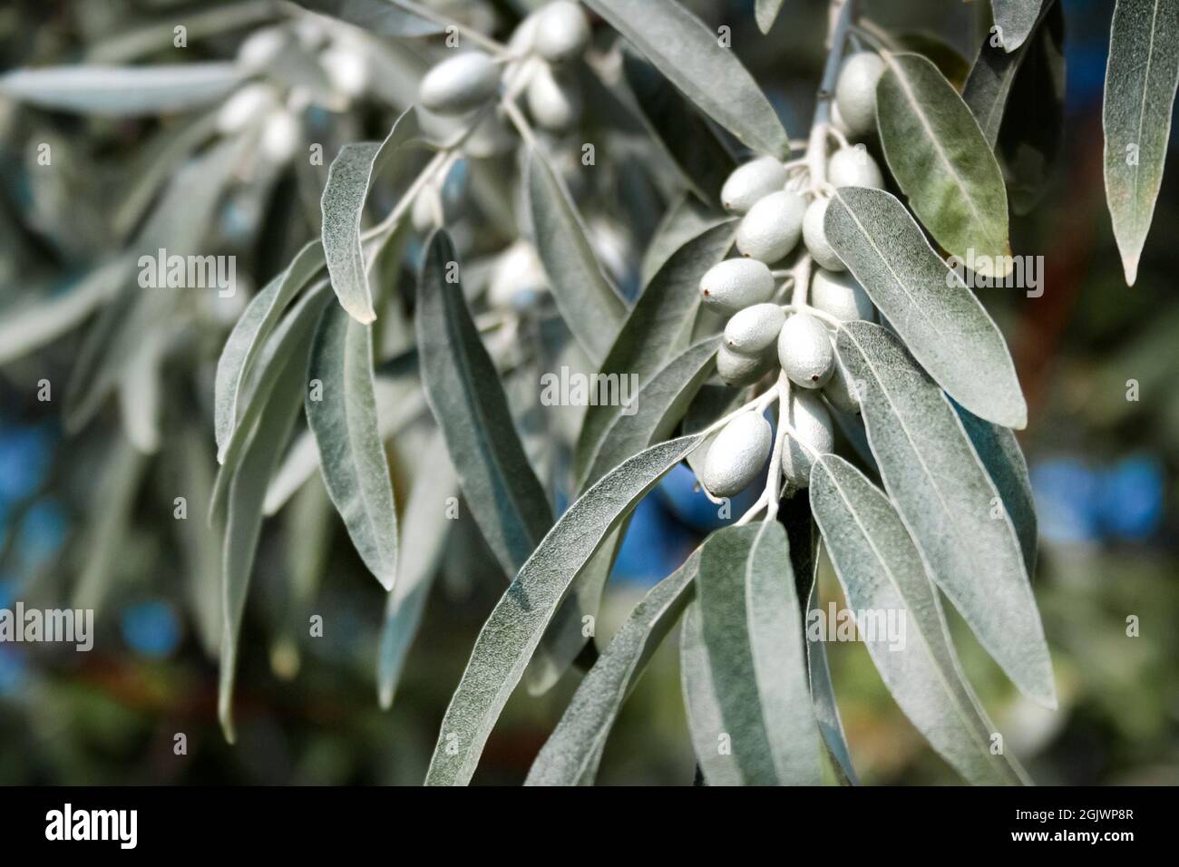 Closeup of Elaeagnus angustifolia (commonly called Russian olive, silver berry, oleaster, Persian olive, or wild olive) branch with green fruits Stock Photo