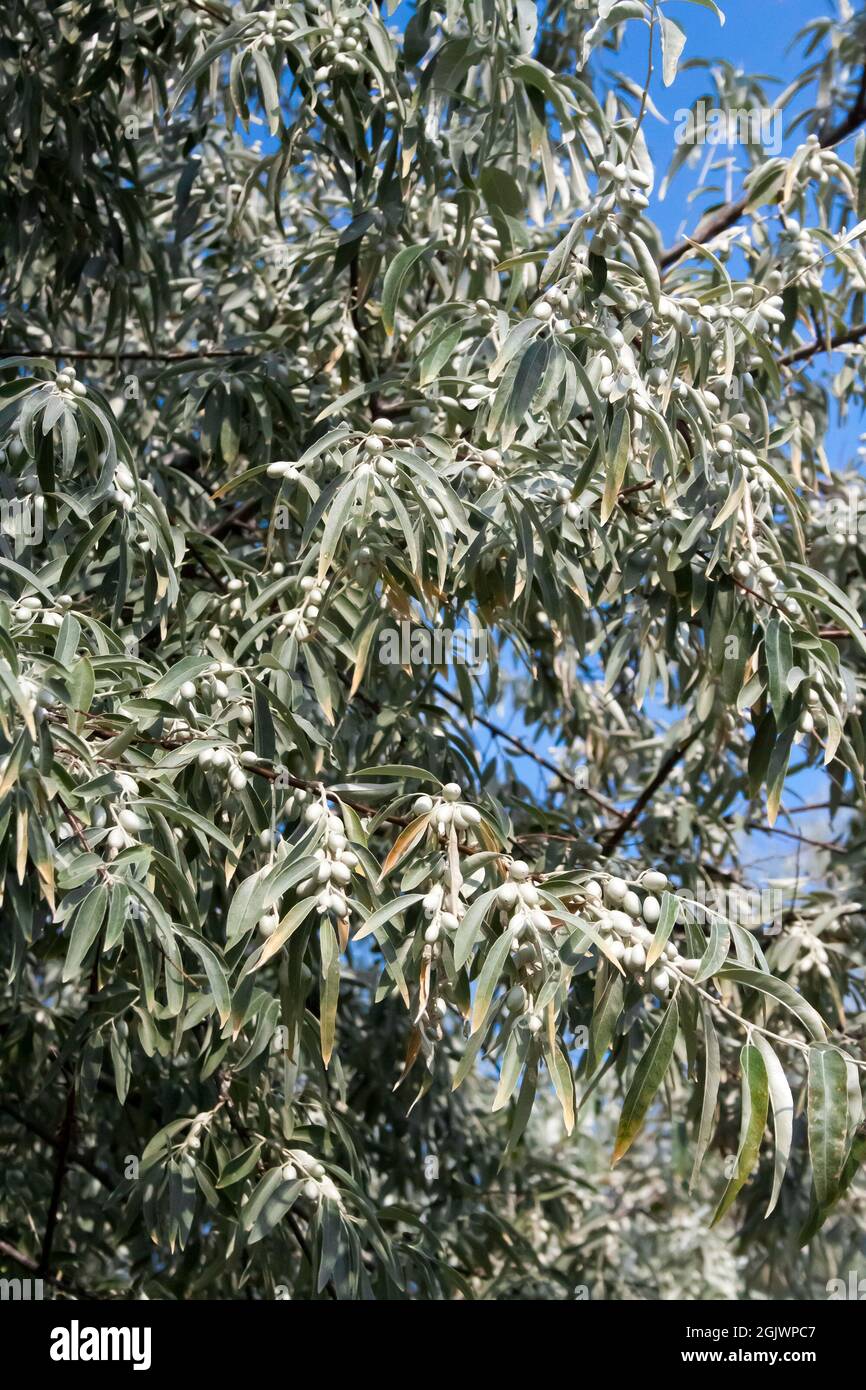 Elaeagnus angustifolia (commonly called Russian olive, silver berry, oleaster, Persian olive, or wild olive) branch with green fruits Stock Photo