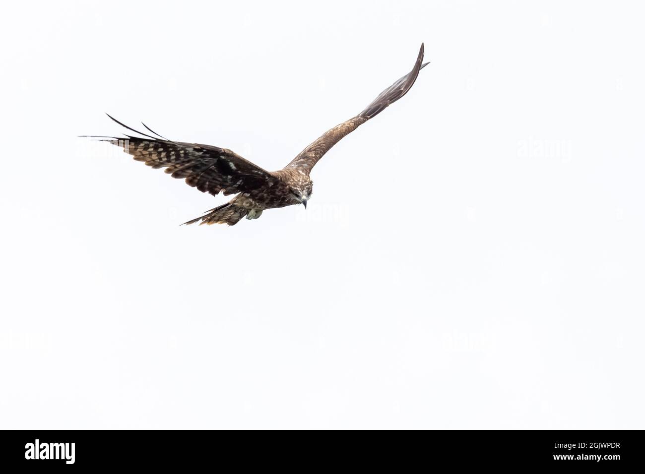 Black Kite flying in sky with while background Stock Photo