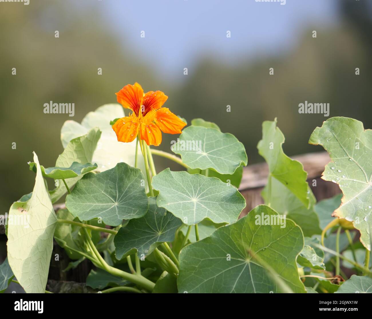 Nasturtium orange flowers in the summer garden. Stock Photo
