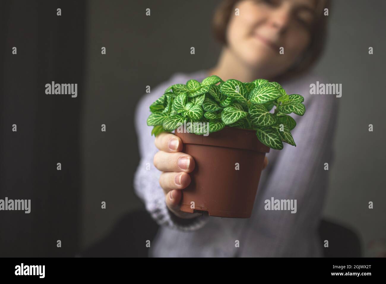 Happy attractive young girl giving a pot with home plant. Indoors Stock ...