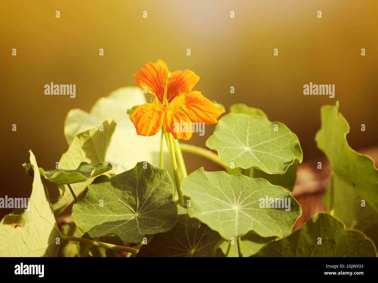 Nasturtium orange flowers in the summer garden. Stock Photo
