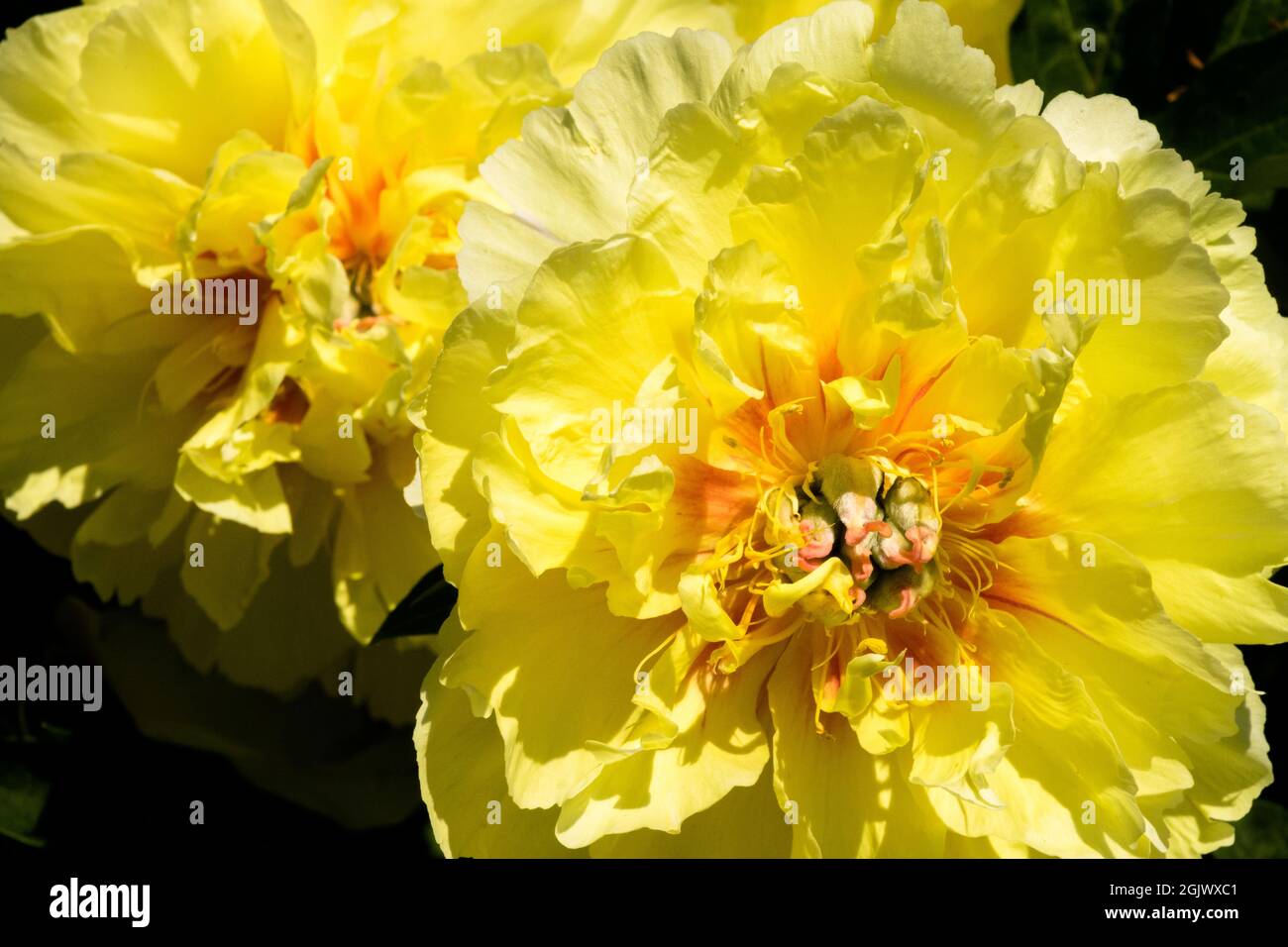 Itoh Peony flower 'Garden Treasure' yellow Paeonia Intersectional cultivar Stock Photo