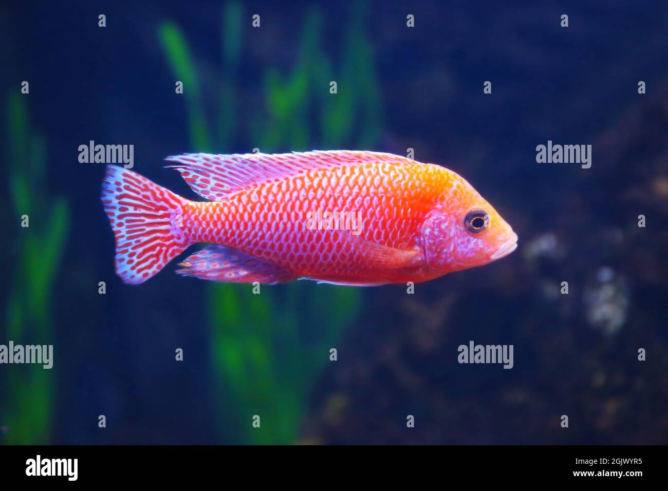 Exotic freshwater fish in aquarium Stock Photo Alamy