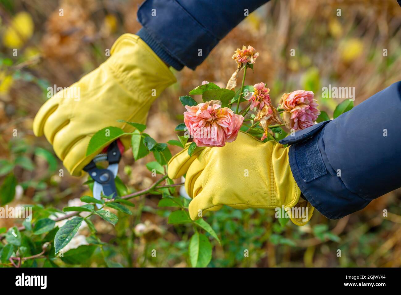 Pruning rose bushes in the fall. The pruner in the hands of the