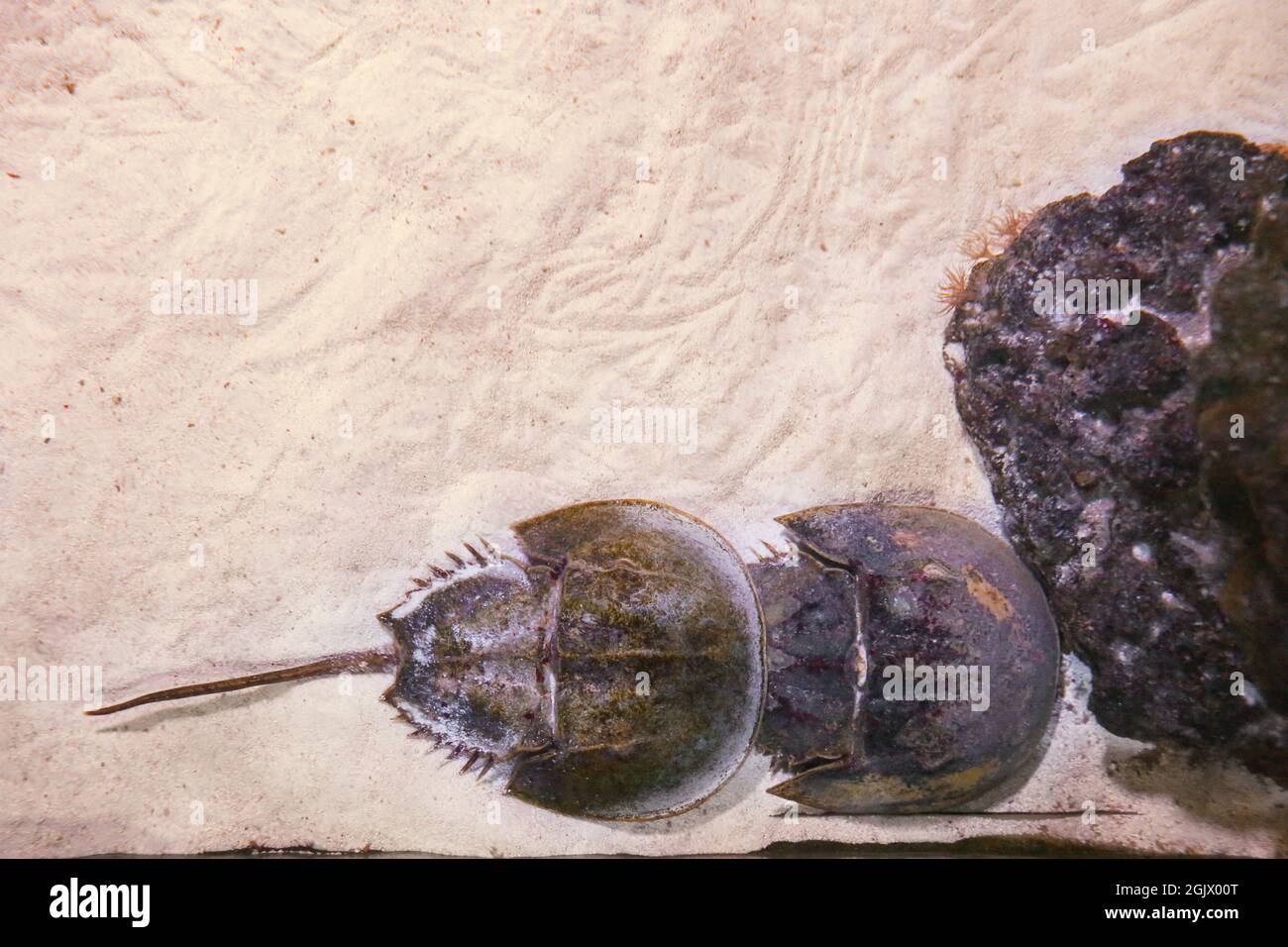 Horseshoe crabs in aquarium, top view Stock Photo Alamy