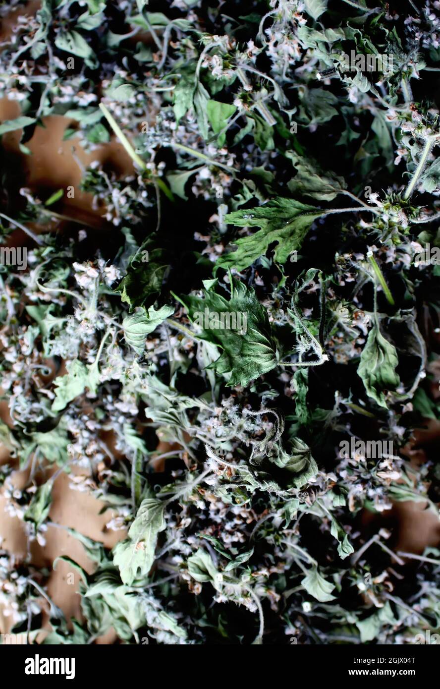 Flowers of a motherwort shaggy five-bladed. Leonurus quinquelobatus L. Stock Photo