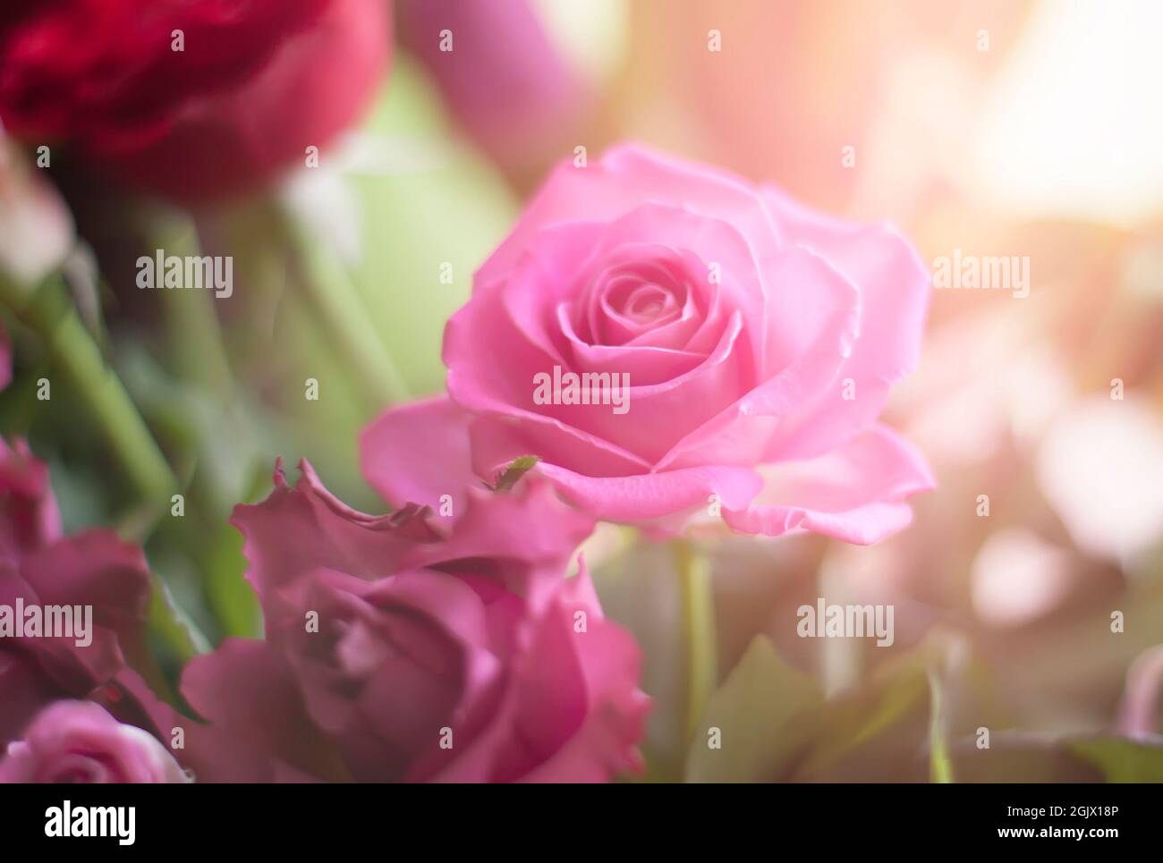 Big Picture Red Roses Pink Roses Beautiful bouquet of pink and red rose flowers Stock Photo - Alamy