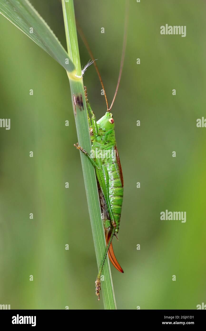 Short-winged Conehead Conocephalus dorsalis Stock Photo