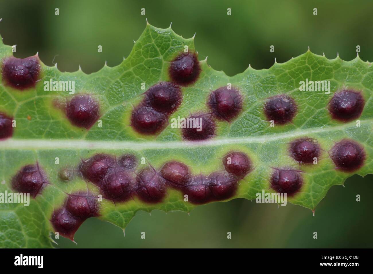 Galls on the leaves of Perennial Sow-thistle Sonchus arvensis caused by the Midge Cystophora sonchi Stock Photo