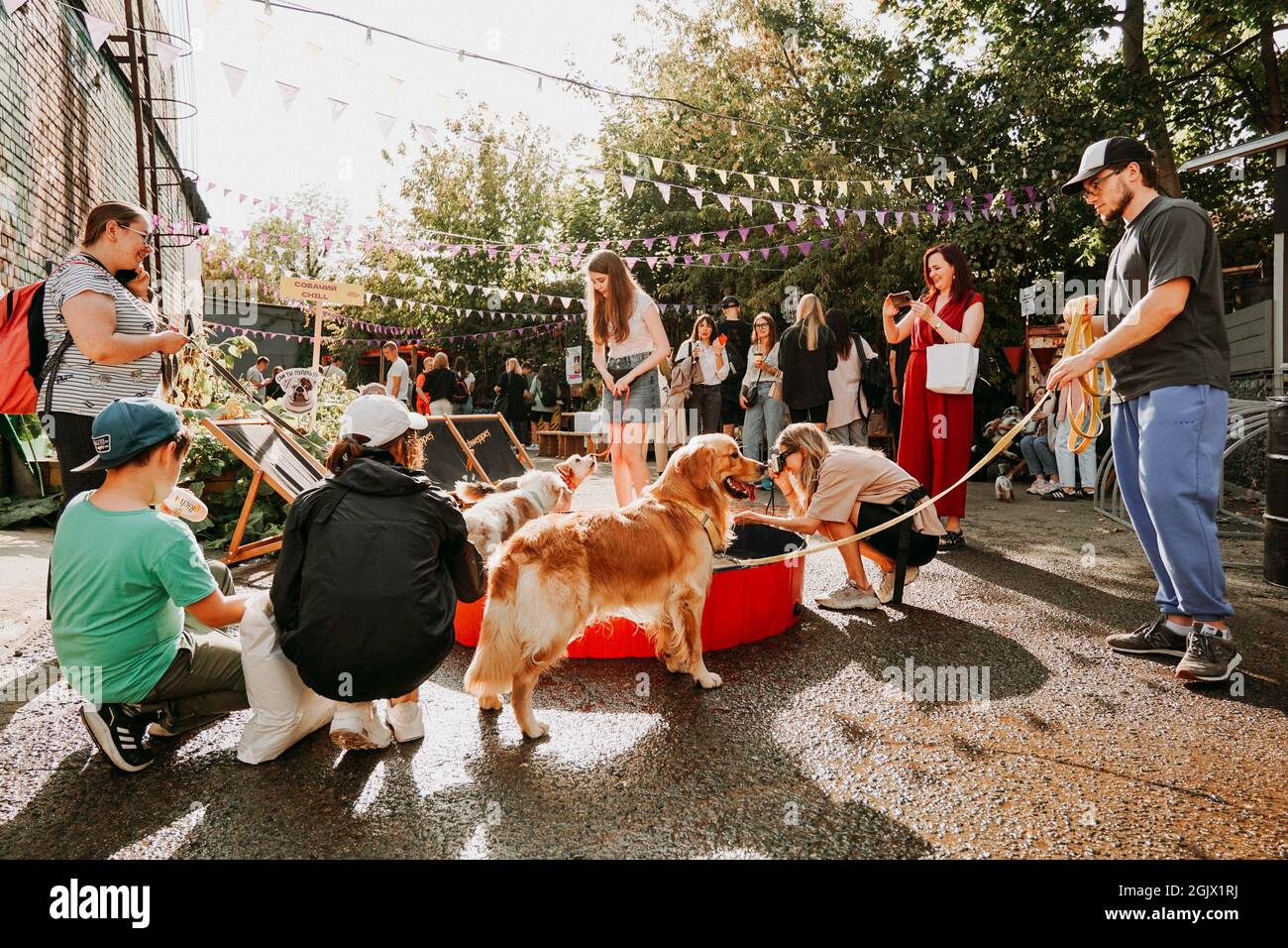 September 11, 2021 Minsk, Belarus - Golden retriever. Pet festival in the city park on a bright day. Dog show. Holiday Stock Photo - Alamy