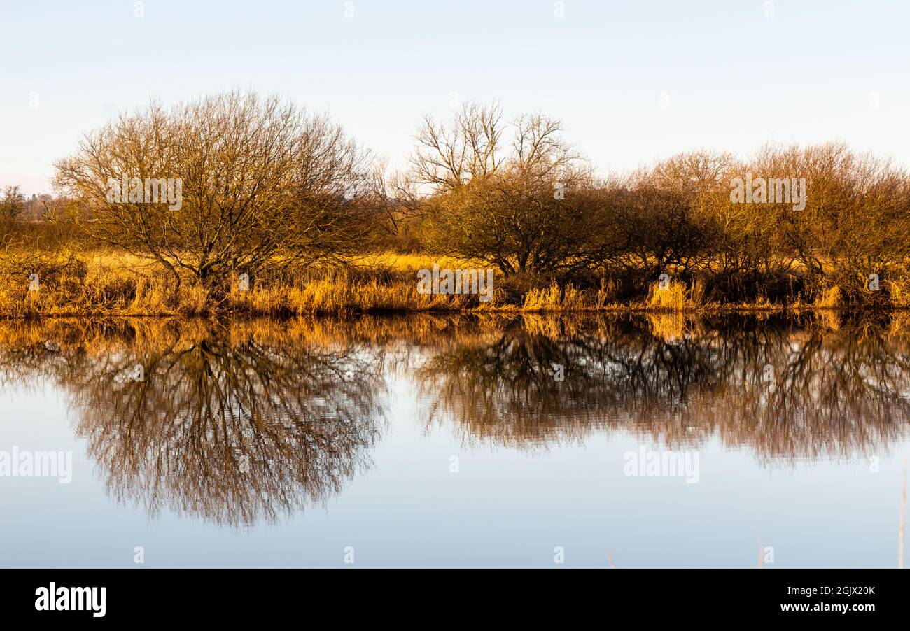 Landscape of golden trees and shrubs in winter reflecting on a river ...