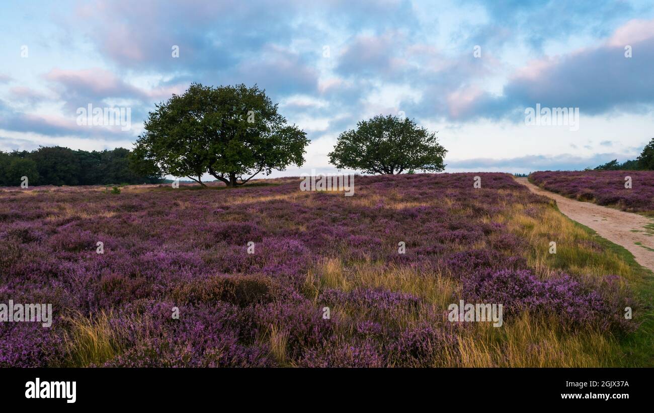 Heathland with trees early in the morning Stock Photo