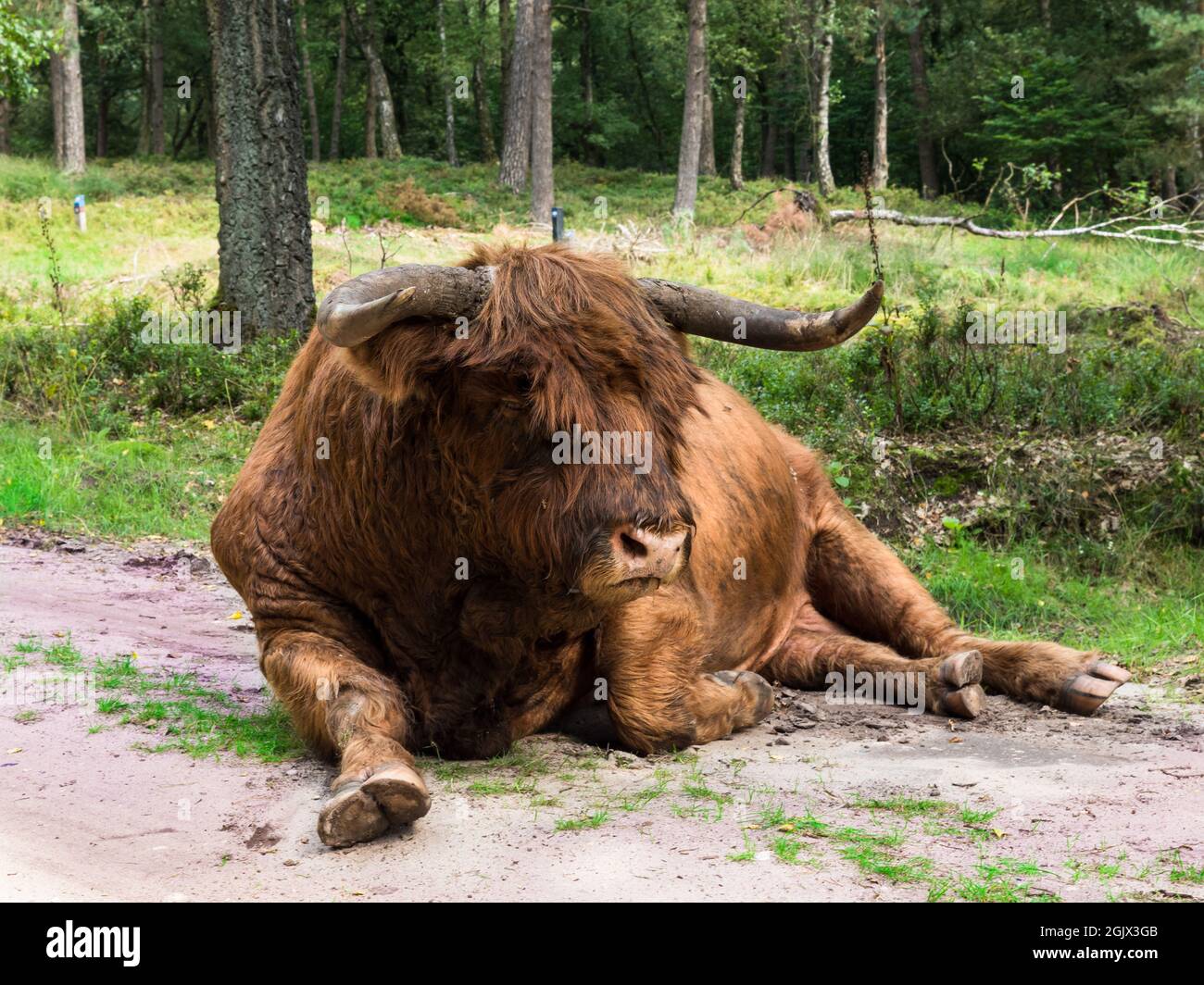 Scottish highland cow in Dutch landsape Stock Photo