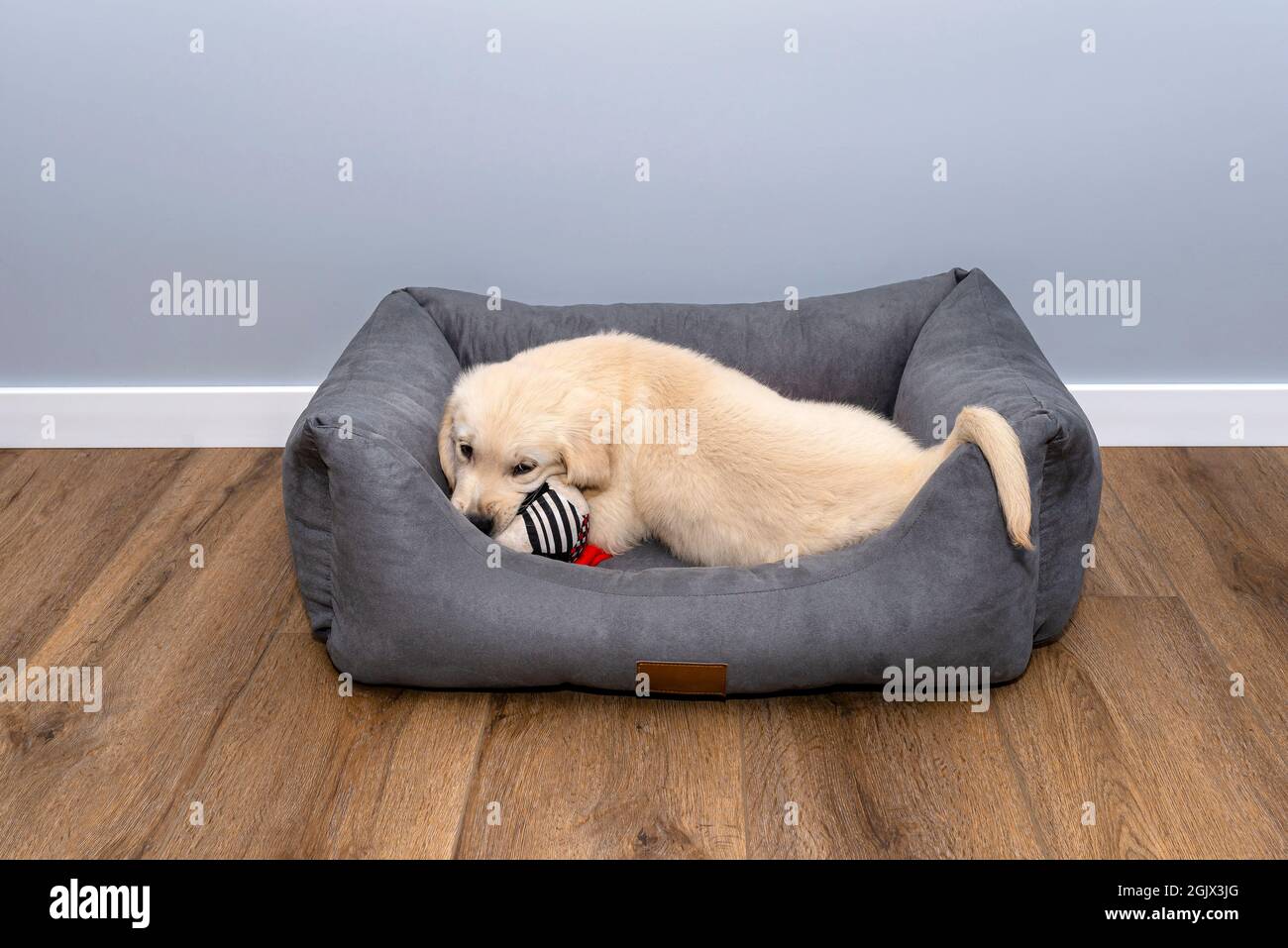 Male golden retriever puppy playing in a playpen with a rag ball on