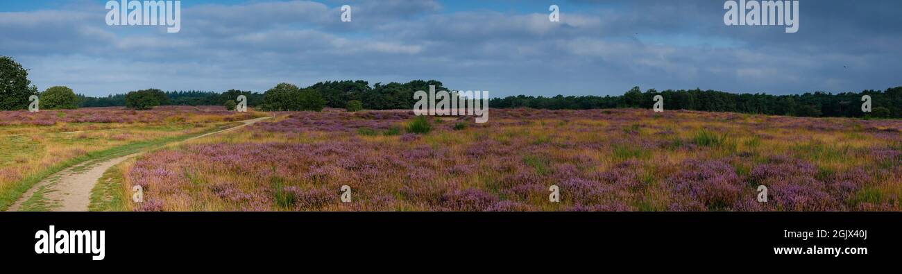 Panorama of heathland with trees early in the morning Stock Photo