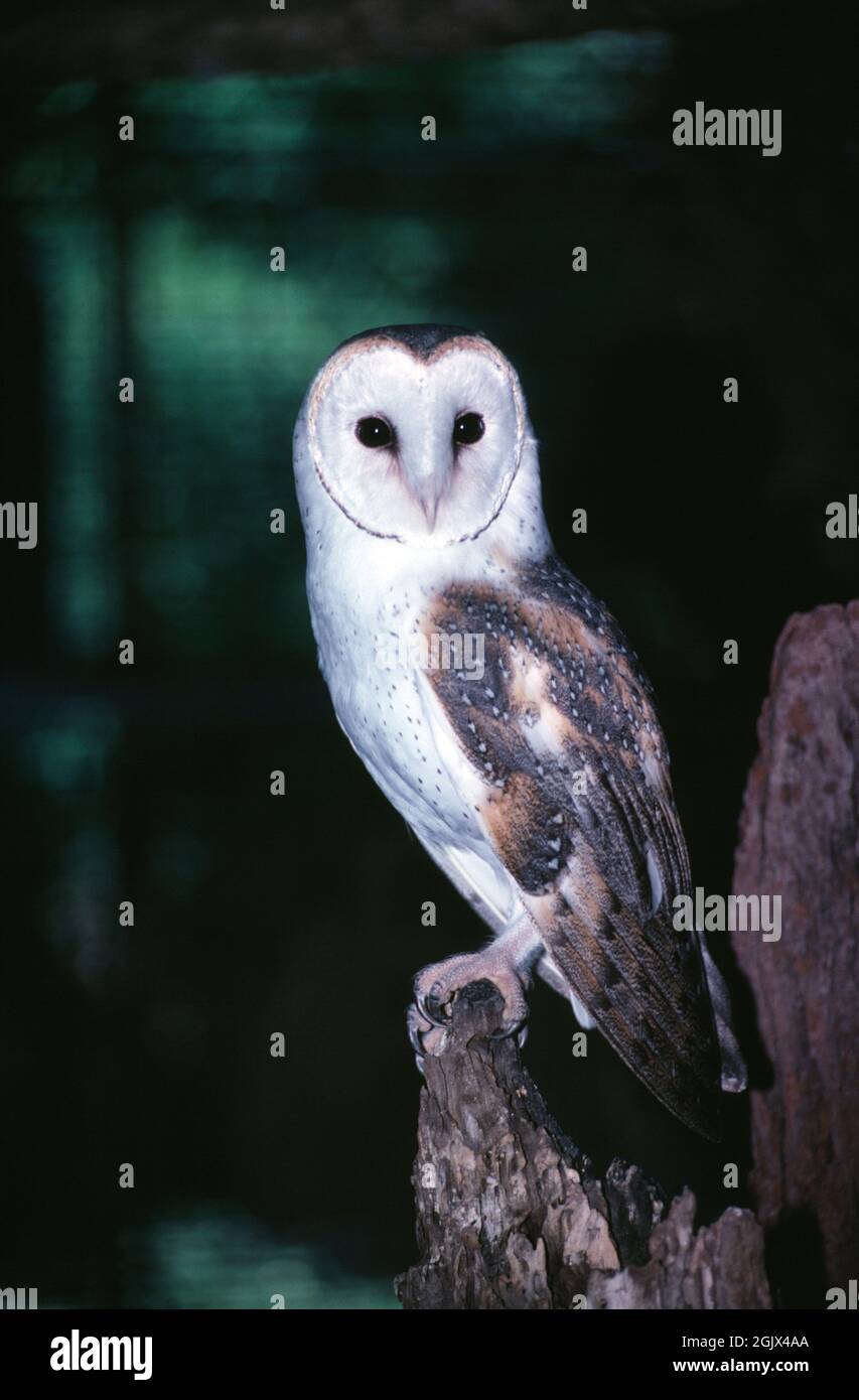 Australia. Queensland. Wildlife. Bird of prey. Eastern Barn Owl. Tyto javanica. Stock Photo