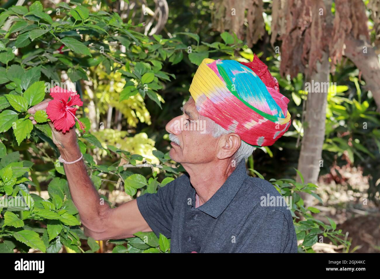 Close-up profile view of An Indian elderly farmer delighted to see a red hibiscus flower blooming in the garden, Colorful turban tied on the head acco Stock Photo