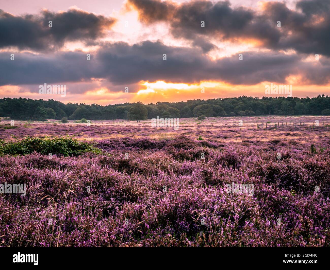 Blooming heather at sunrise at Blaricummerheide, Netherlands Stock Photo