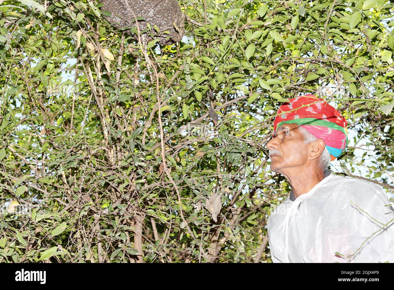 Indian farmer white turban in hi-res stock photography and images - Alamy