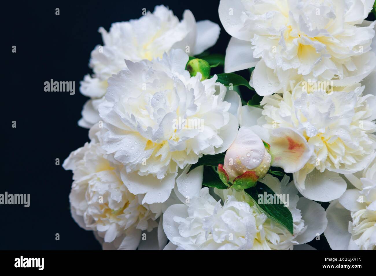 Beautiful white peony flowers bouquet with water drops on petals in glass vase with dark background Stock Photo