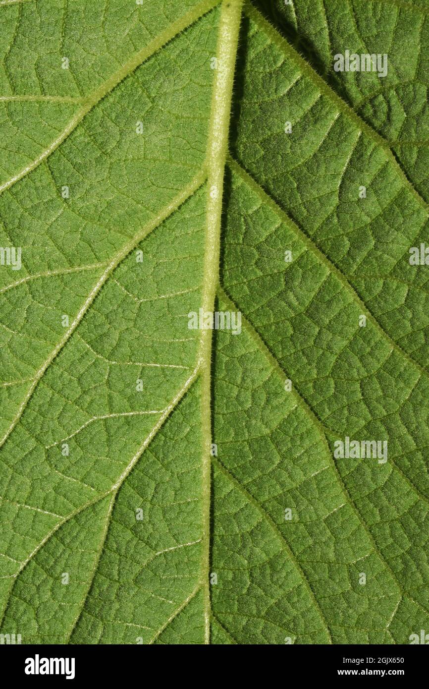 Botany textured hi-res stock photography and images - Alamy