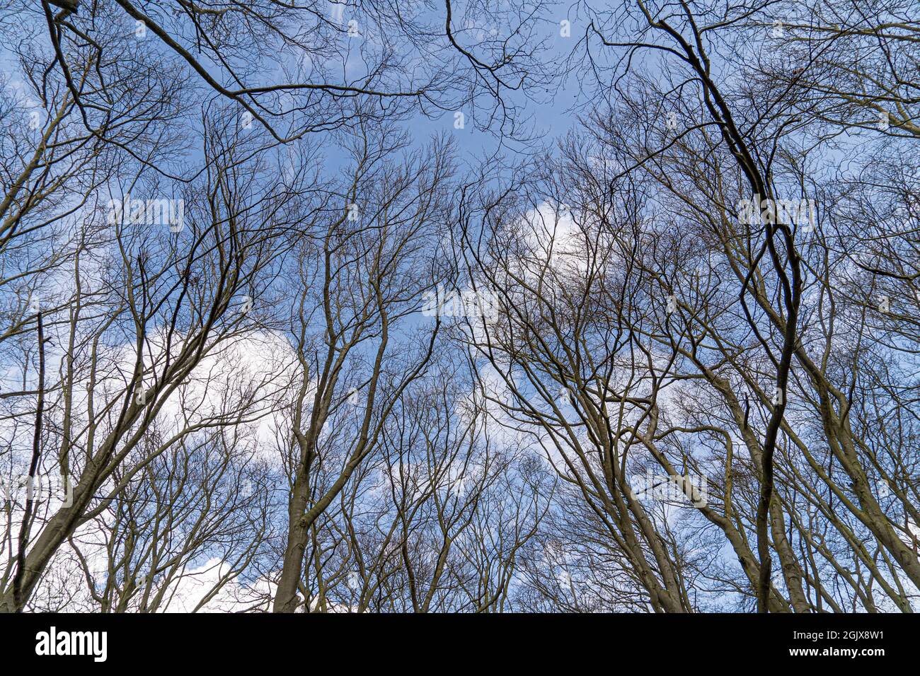 Up Tree view of beech tree against blue sky for natural layer nature texture backdrop wallpaper showing branches and twigs Silhouetted against bright Stock Photo