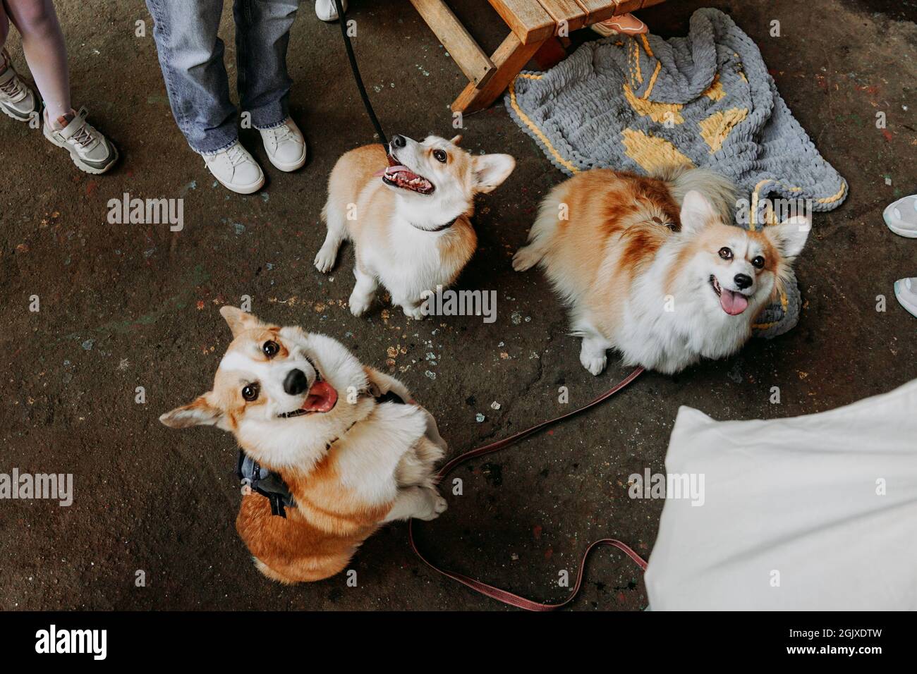 Three little dogs sitting outdoors. Three cute corgi on leashes. Dog show in the city park. sunny day. Corgi smiling and looking at the camera Stock Photo
