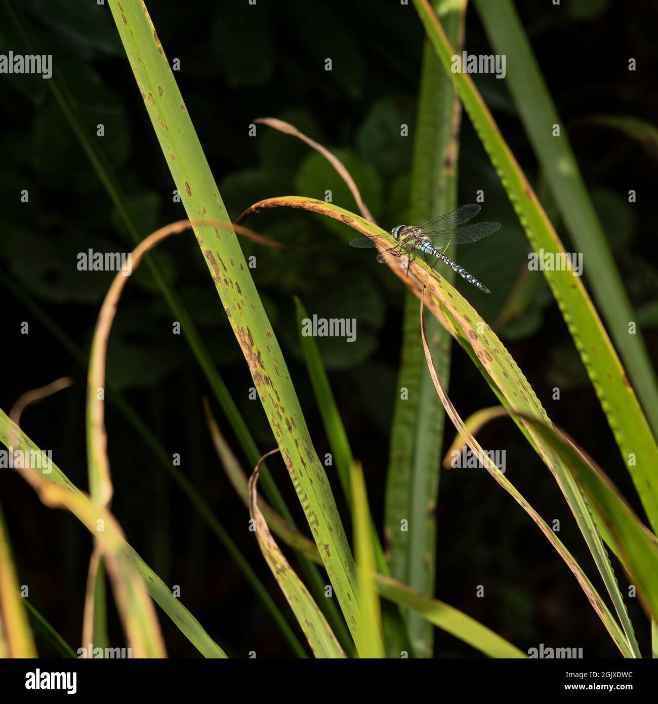 Pund Insect Macro close up image of Common Hawker dragonfly insect on reed grass in ...