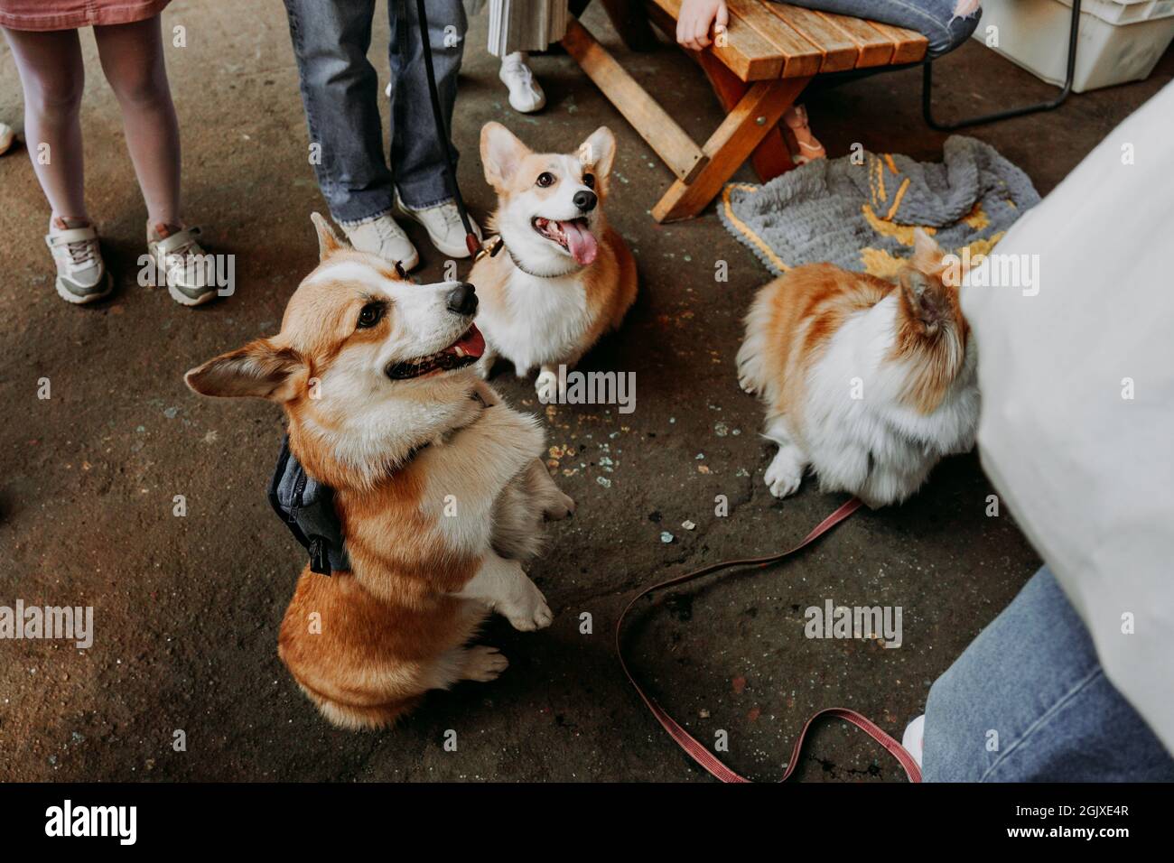 Three little dogs sitting outdoors. Three cute corgi on leashes. Dog show in the city park. sunny day Stock Photo